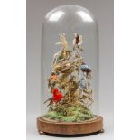 A 19TH CENTURY TAXIDERMY STUDY OF NINE EXOTIC BIRDS UNDER GLASS DOME. (h 60cm)
