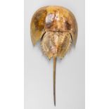 A LARGE AND IMPRESSIVE 20TH CENTURY TAXIDERMY HORSESHOE CRAB. (h 64cm)