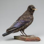 AN EARLY 20TH CENTURY TAXIDERMY ROOK UPON A NATURALISTIC BASE