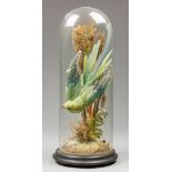 A LATE 19TH CENTURY TAXIDERMY ROSE-RINGED PARAKEET UNDER A GLASS DOME IN A NATURALISTIC SETTING.