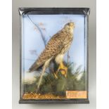 AN EARLY 20TH CENTURY TAXIDERMY KESTREL 'NEMESIS' IN A GLAZED CASE WITH A NATURALISTIC SETTING.
