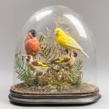 A LATE 19TH CENTURY TAXIDERMY GROUP OF BIRDS UNDER GLASS DOME, COMPRISING OF A BULLFINCH, A CANARY