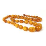 A single row graduated olive-shaped butterscotch amber bead necklace,