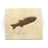 A large fish fossil on matrix