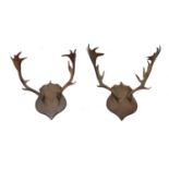 Two pairs of antlers,