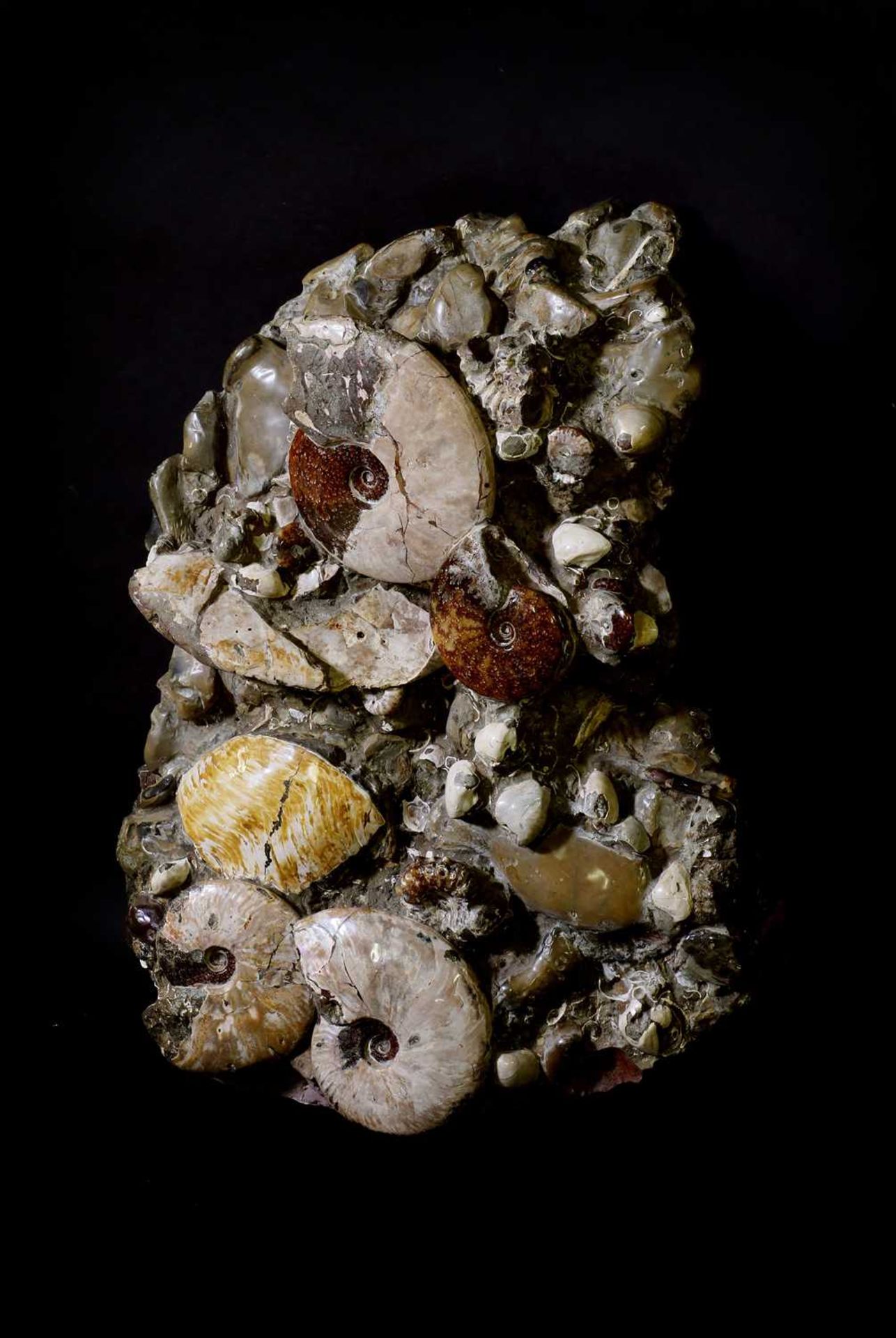 AN ASSEMBLAGE OF FOSSILS, - Image 2 of 3