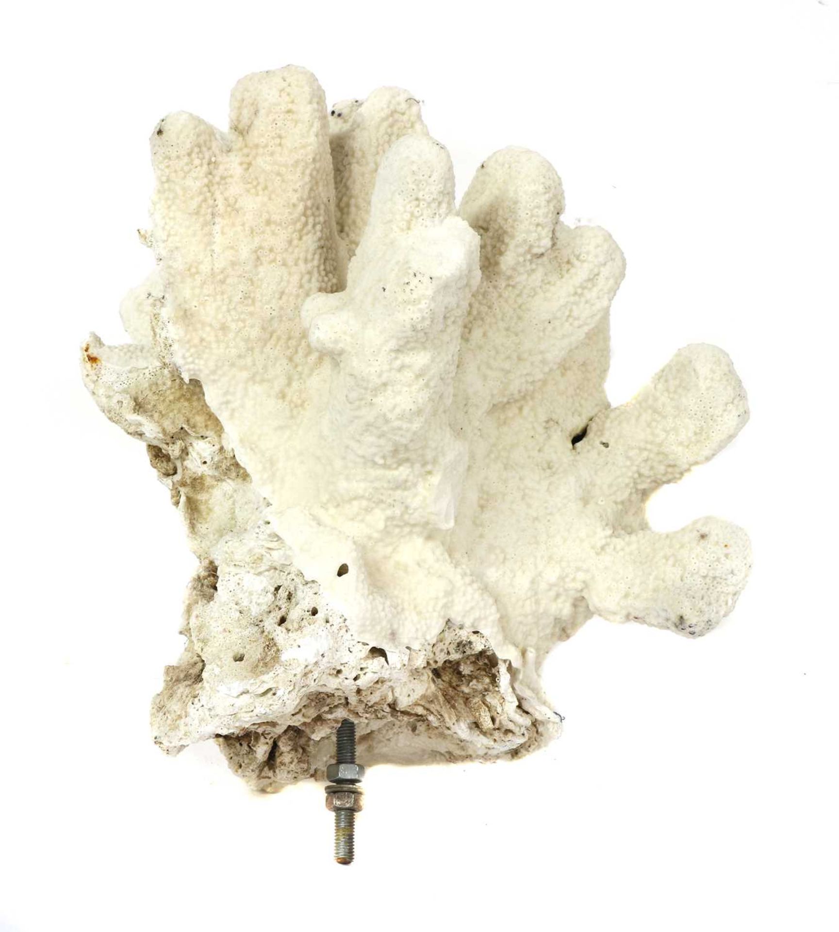 WHITE CORAL, - Bild 2 aus 2