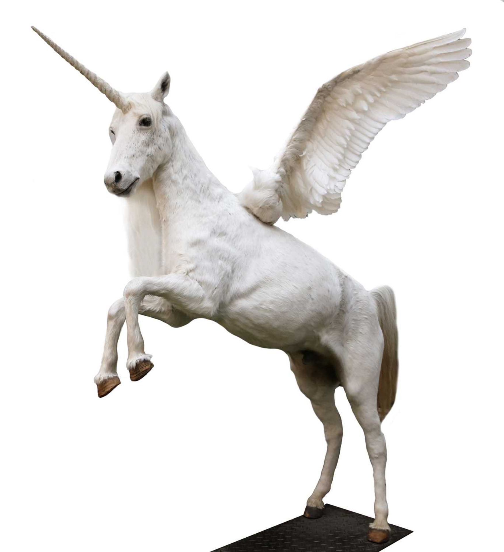 A TAXIDERMY ALICORN,