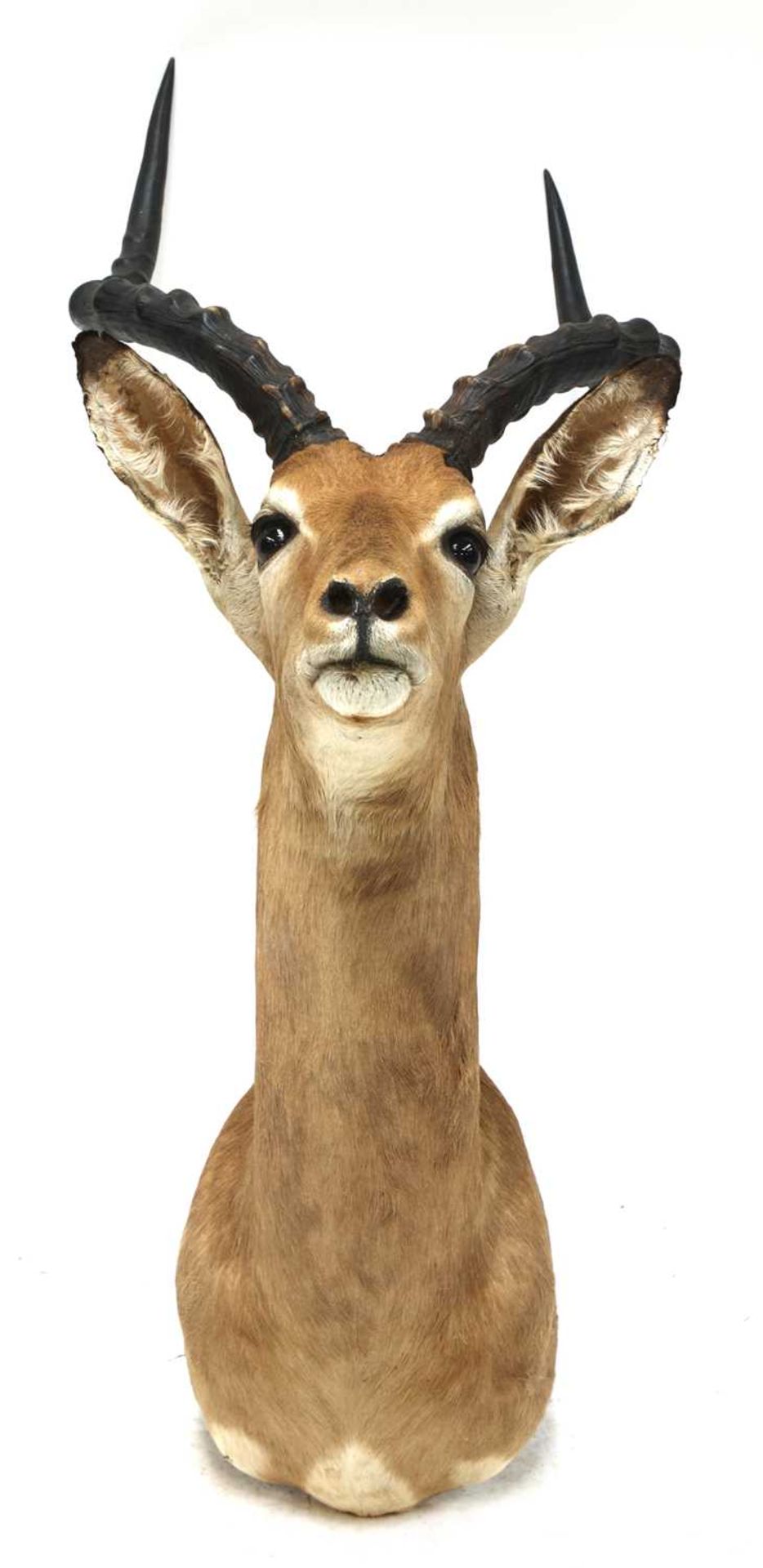 IMPALA BUST,