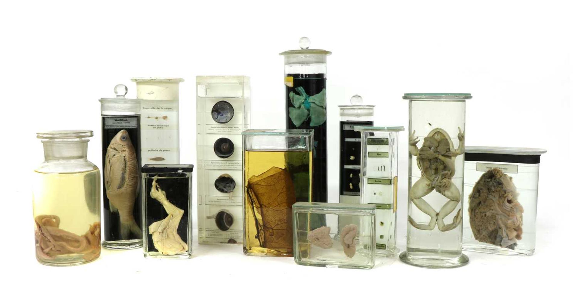 SCIENTIFIC SPECIMENS,