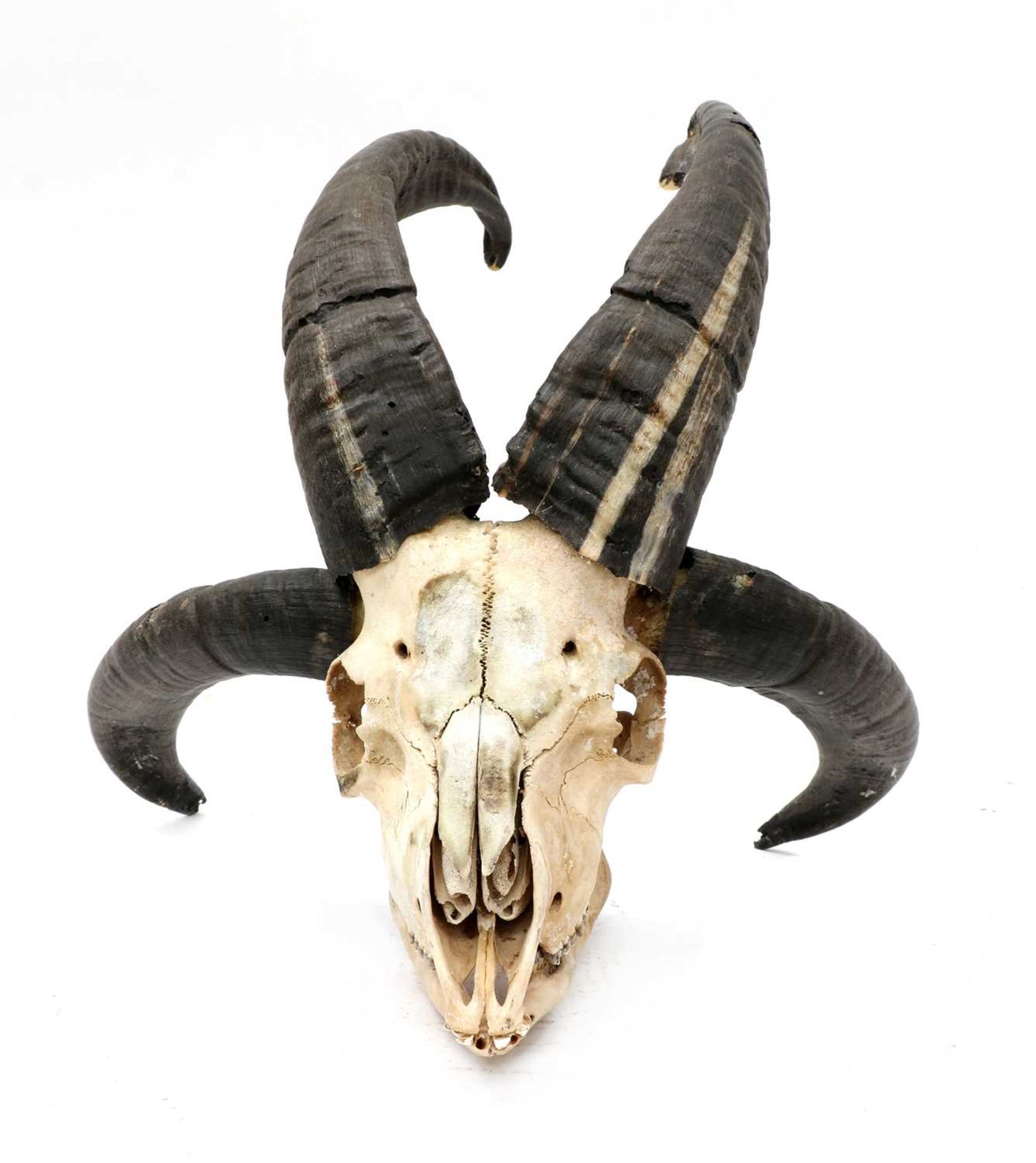 A FOUR-HORNED JACOB RAM SKULL, - Image 2 of 3