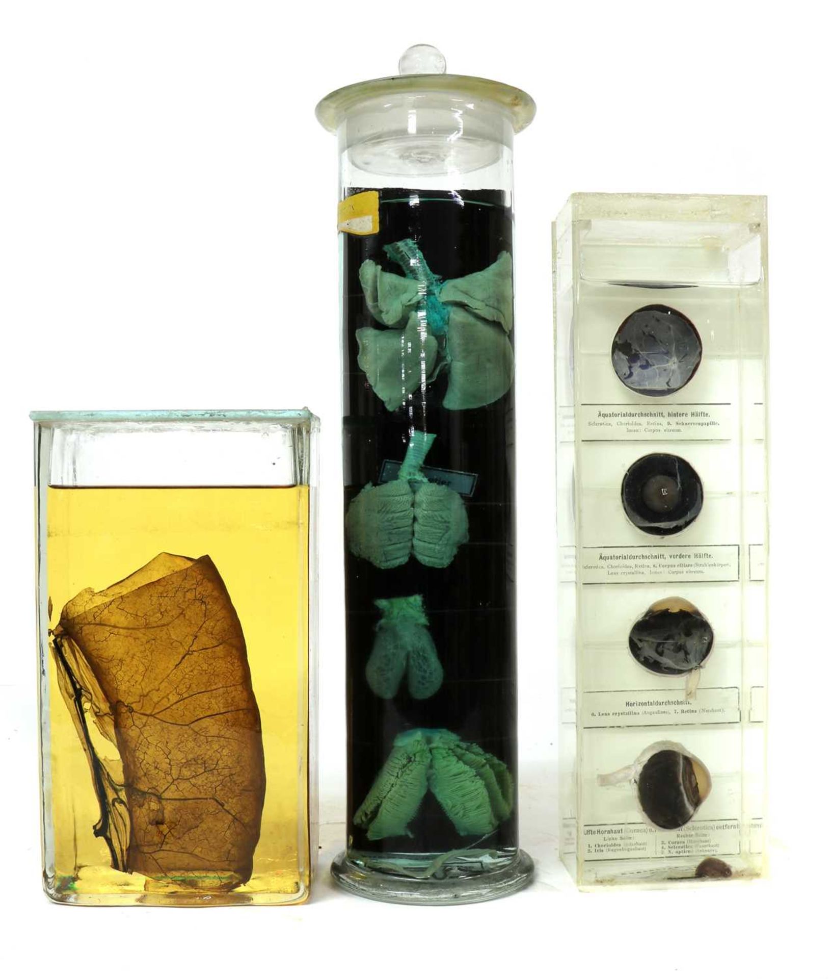 SCIENTIFIC SPECIMENS, - Image 4 of 5