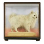 WHITE POMERANIAN DOG,