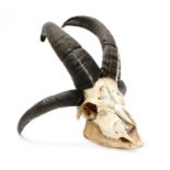 A FOUR-HORNED JACOB RAM SKULL,