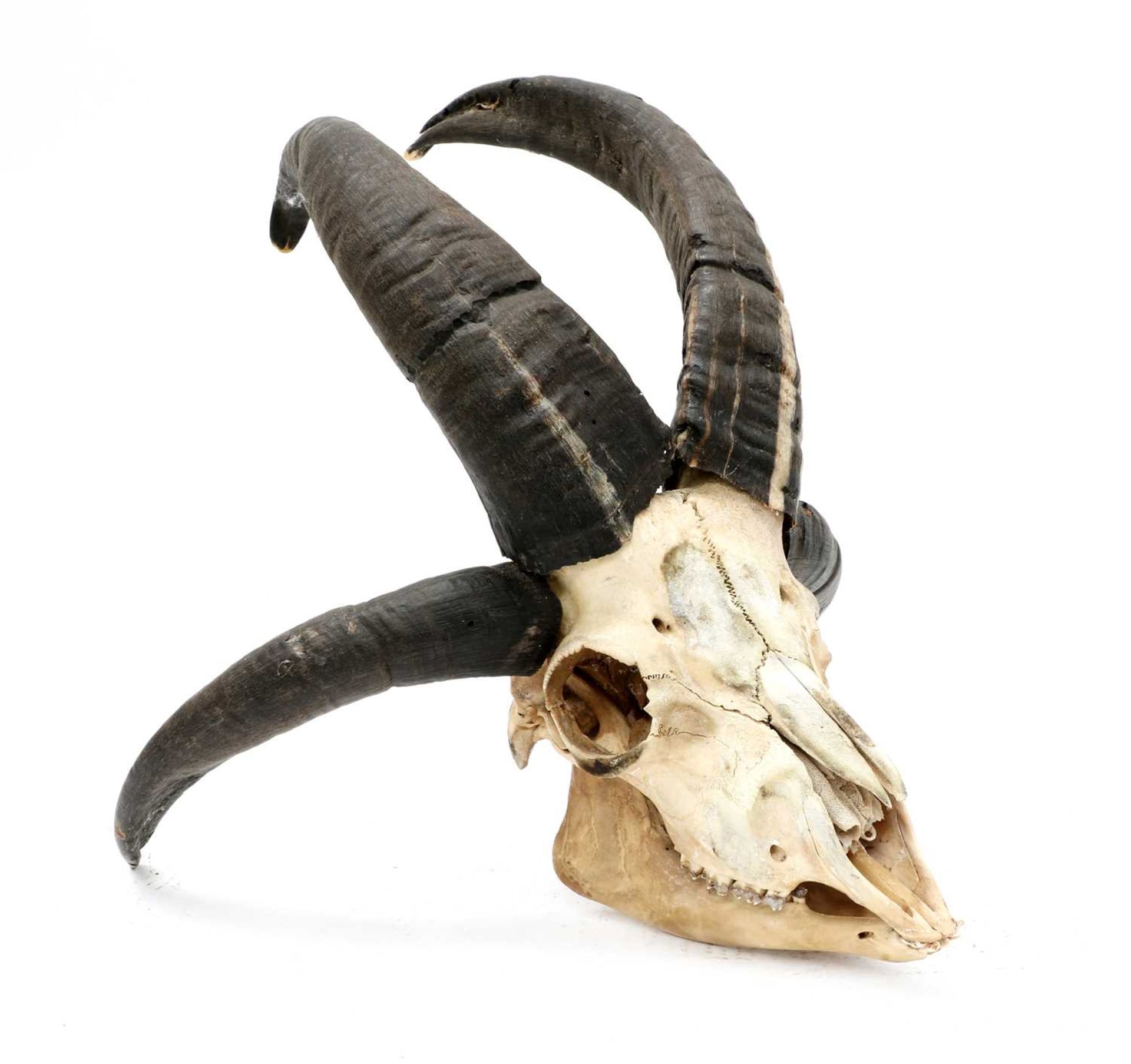 A FOUR-HORNED JACOB RAM SKULL,