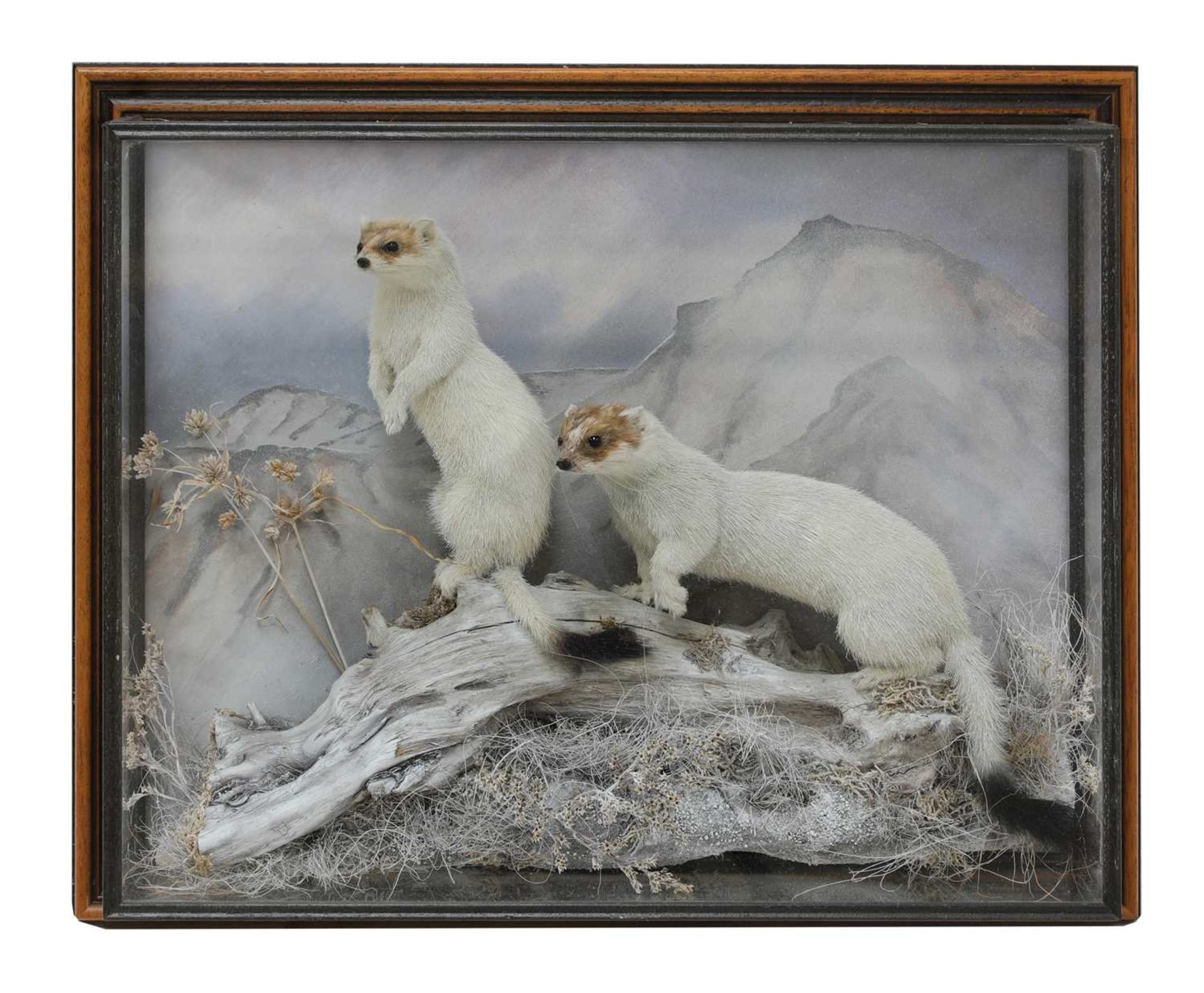 ERMINE STOATS,