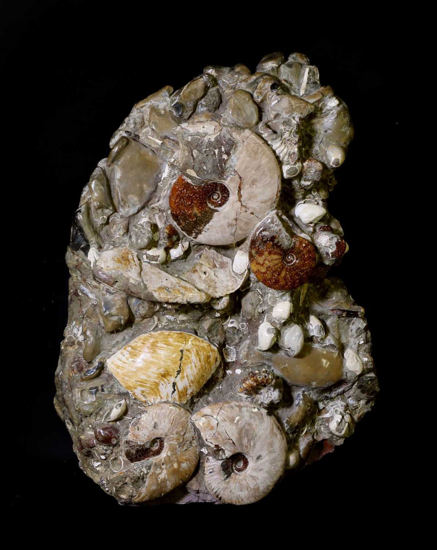 AN ASSEMBLAGE OF FOSSILS,