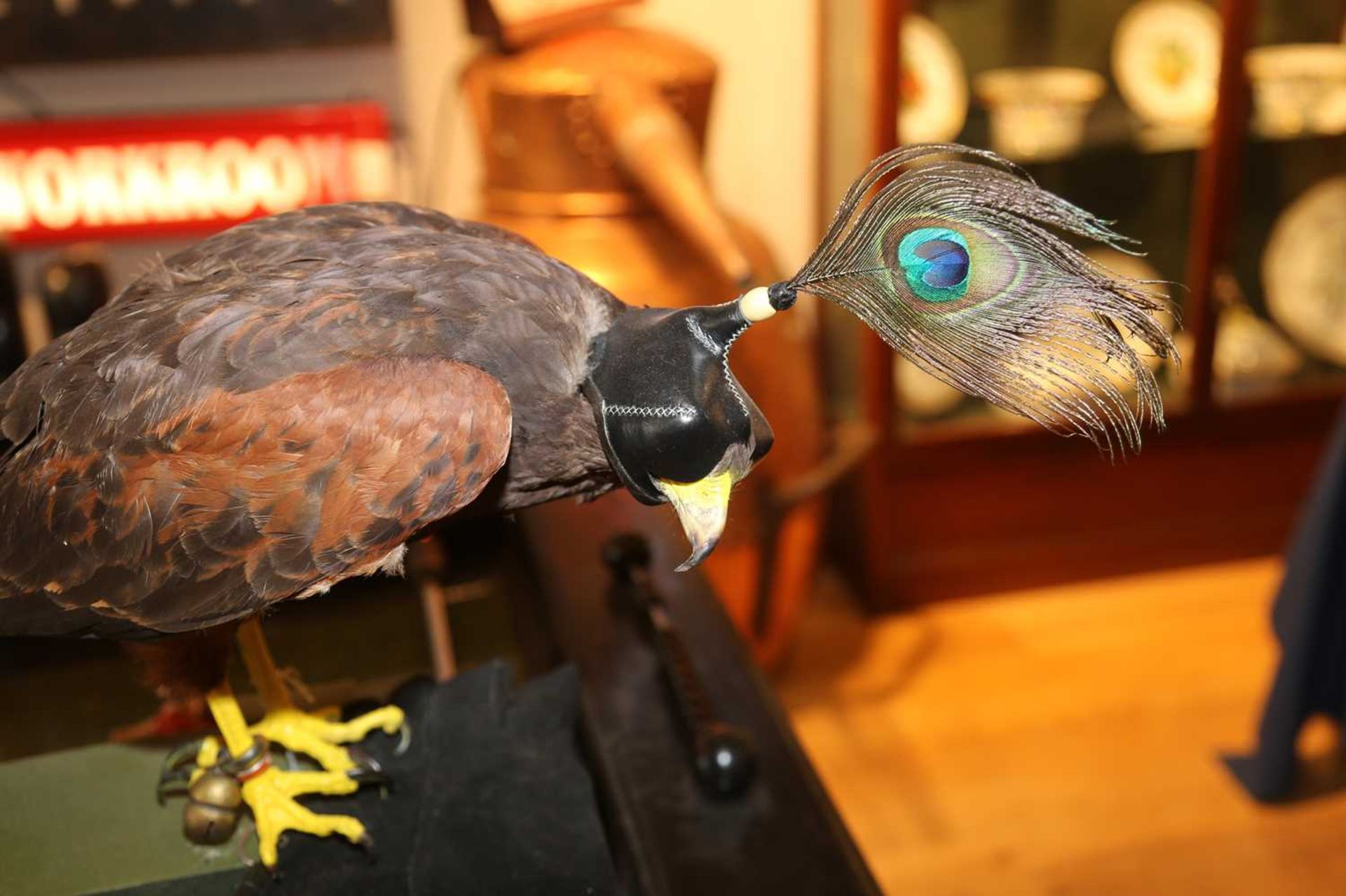 HARRIS HAWK, - Image 5 of 8