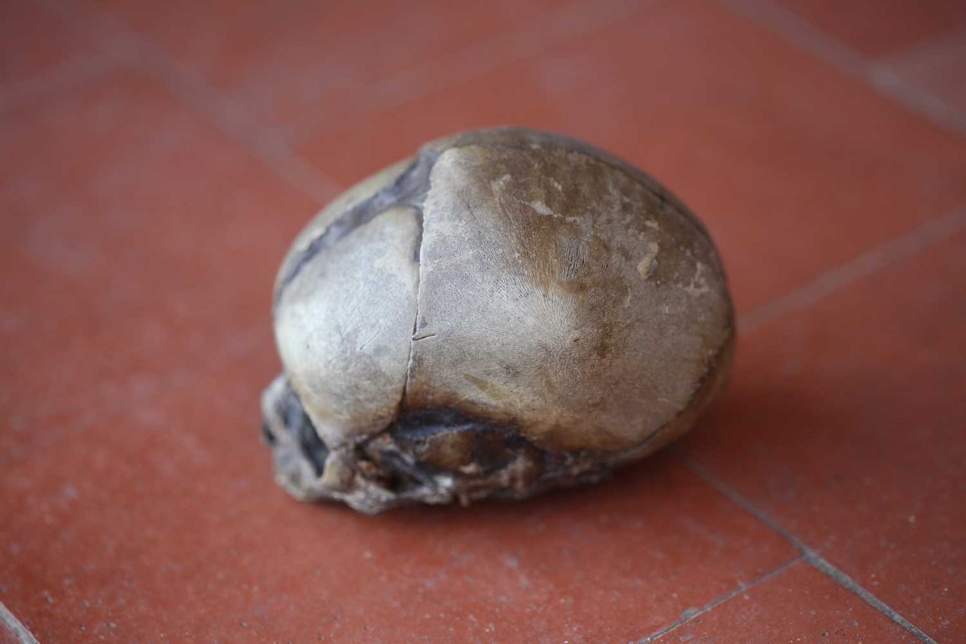 BABY'S SKULL, - Image 3 of 8