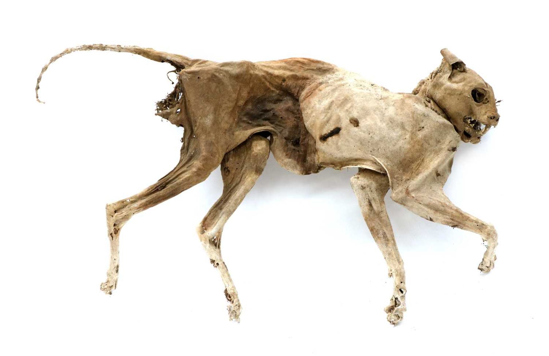 CAT MUMMY,