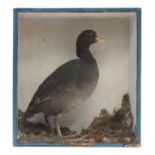 AMERICAN COOT,