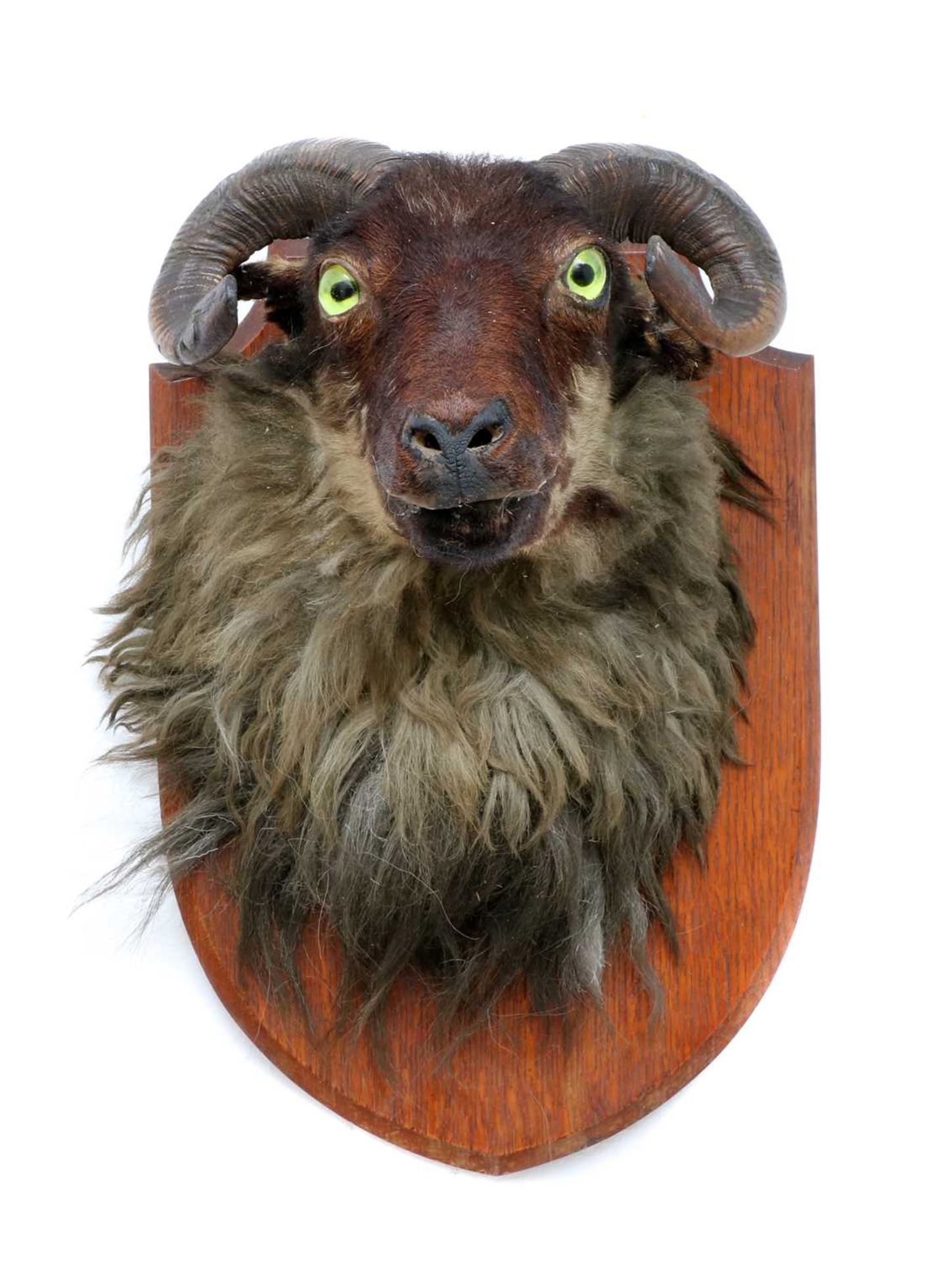 RAM'S HEAD, - Image 2 of 2