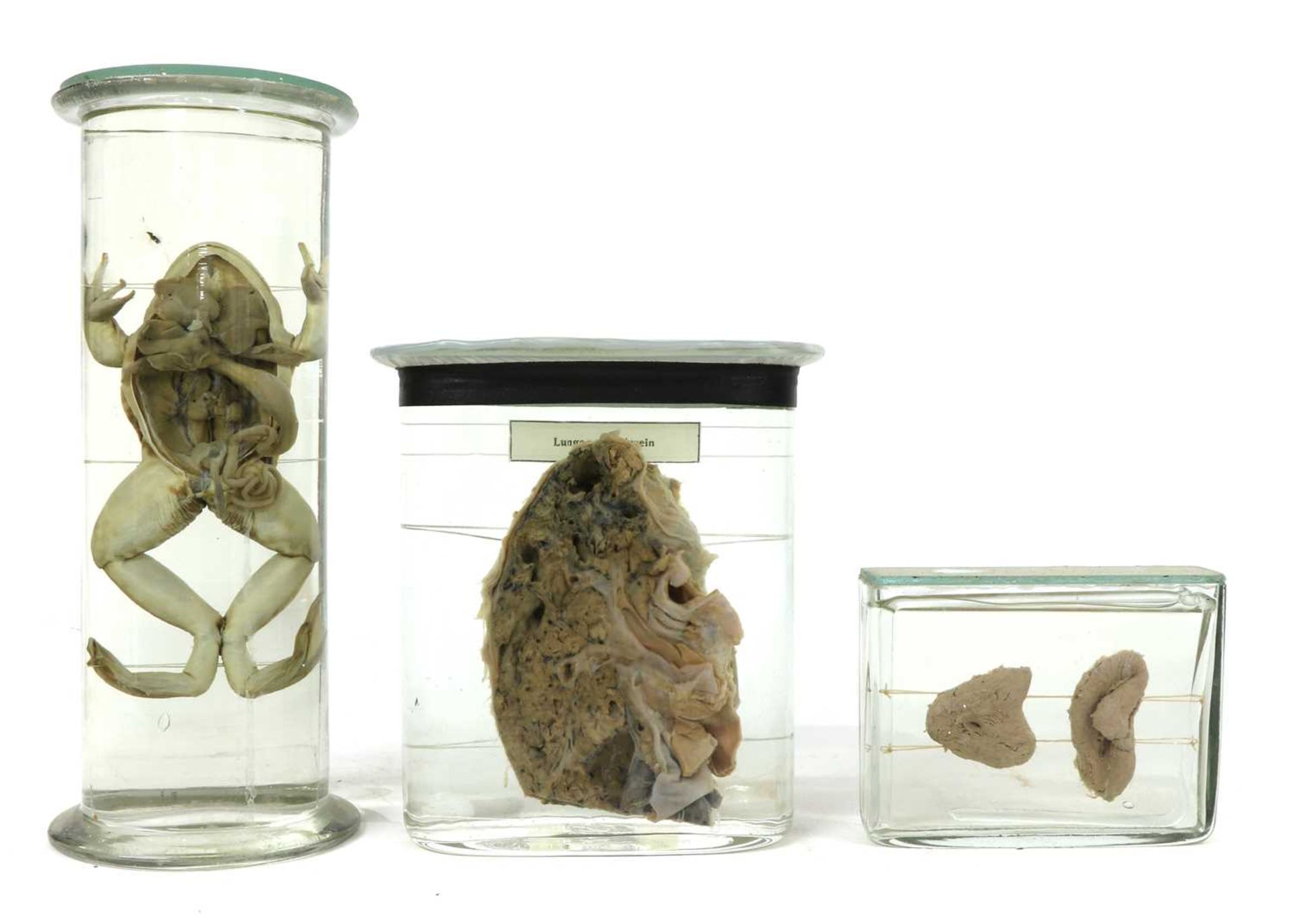 SCIENTIFIC SPECIMENS, - Image 3 of 5