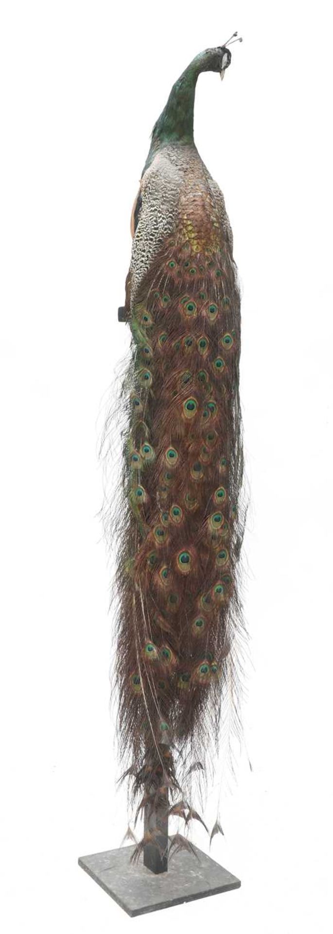 SPALDING PEACOCK, - Image 2 of 4