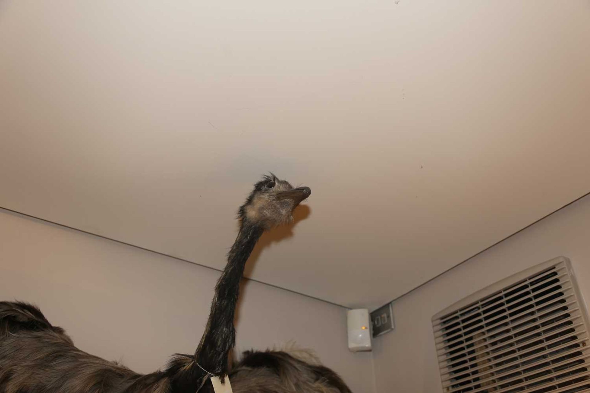 EMU, - Bild 2 aus 6