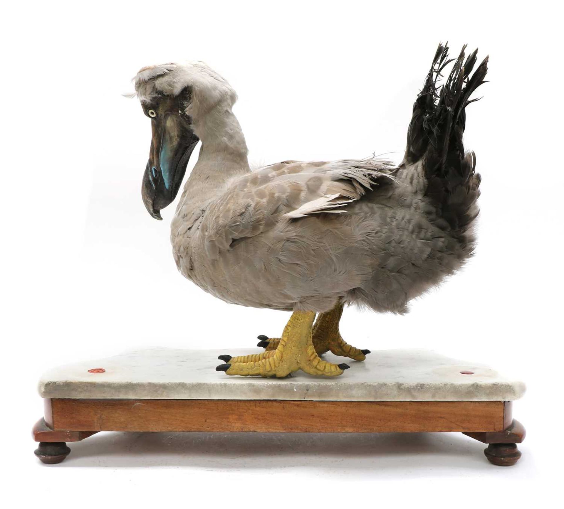 THE DODO, - Image 2 of 7