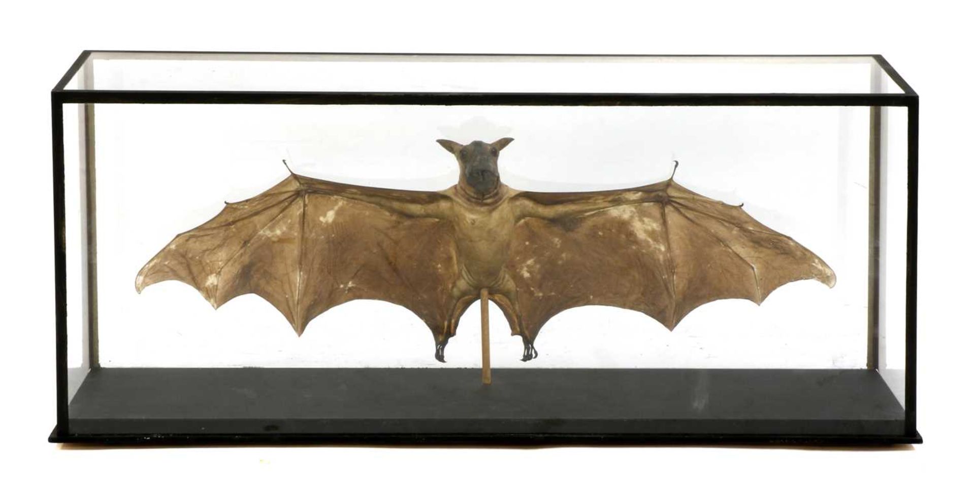 HAMMERHEAD FRUIT BAT,