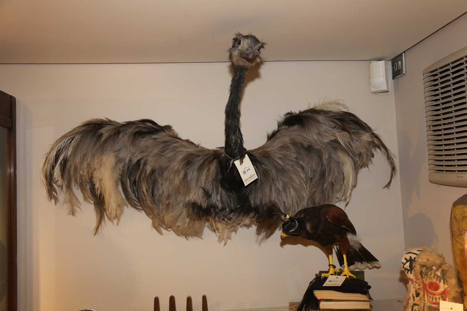 EMU, - Bild 3 aus 6