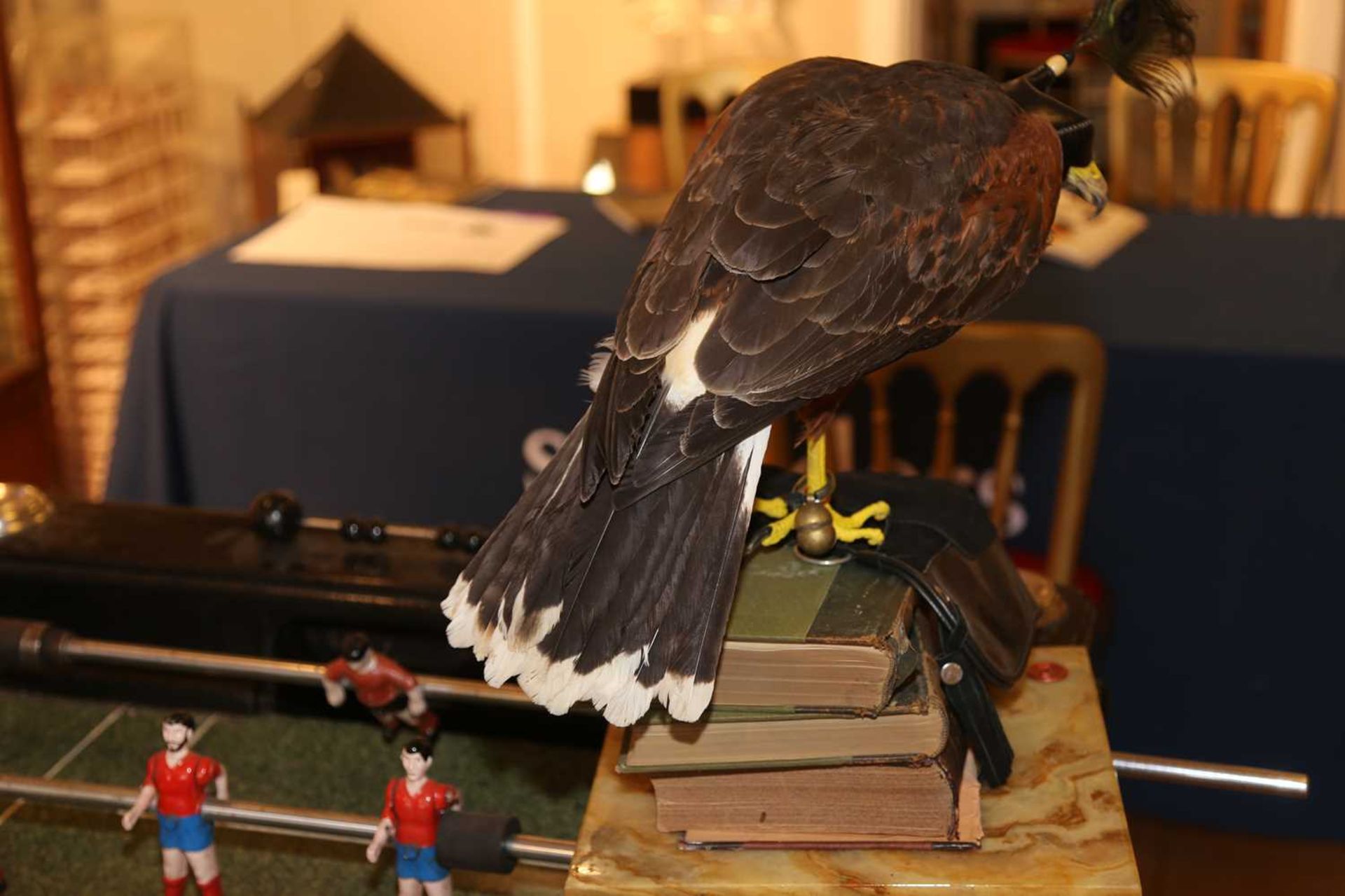 HARRIS HAWK, - Image 8 of 8