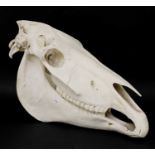 A SHIRE HORSE SKULL,