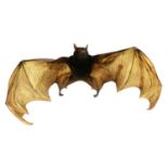 LARGE FLYING FOX,