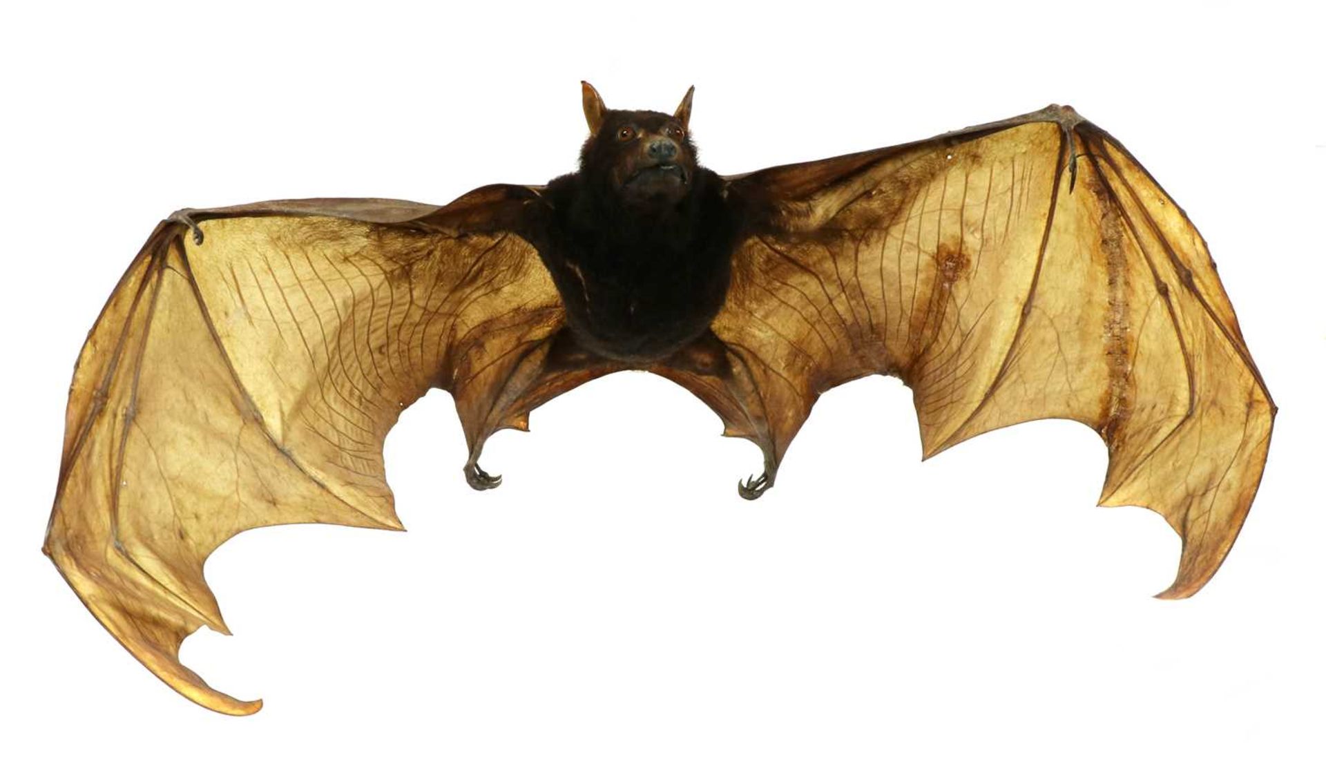 LARGE FLYING FOX,