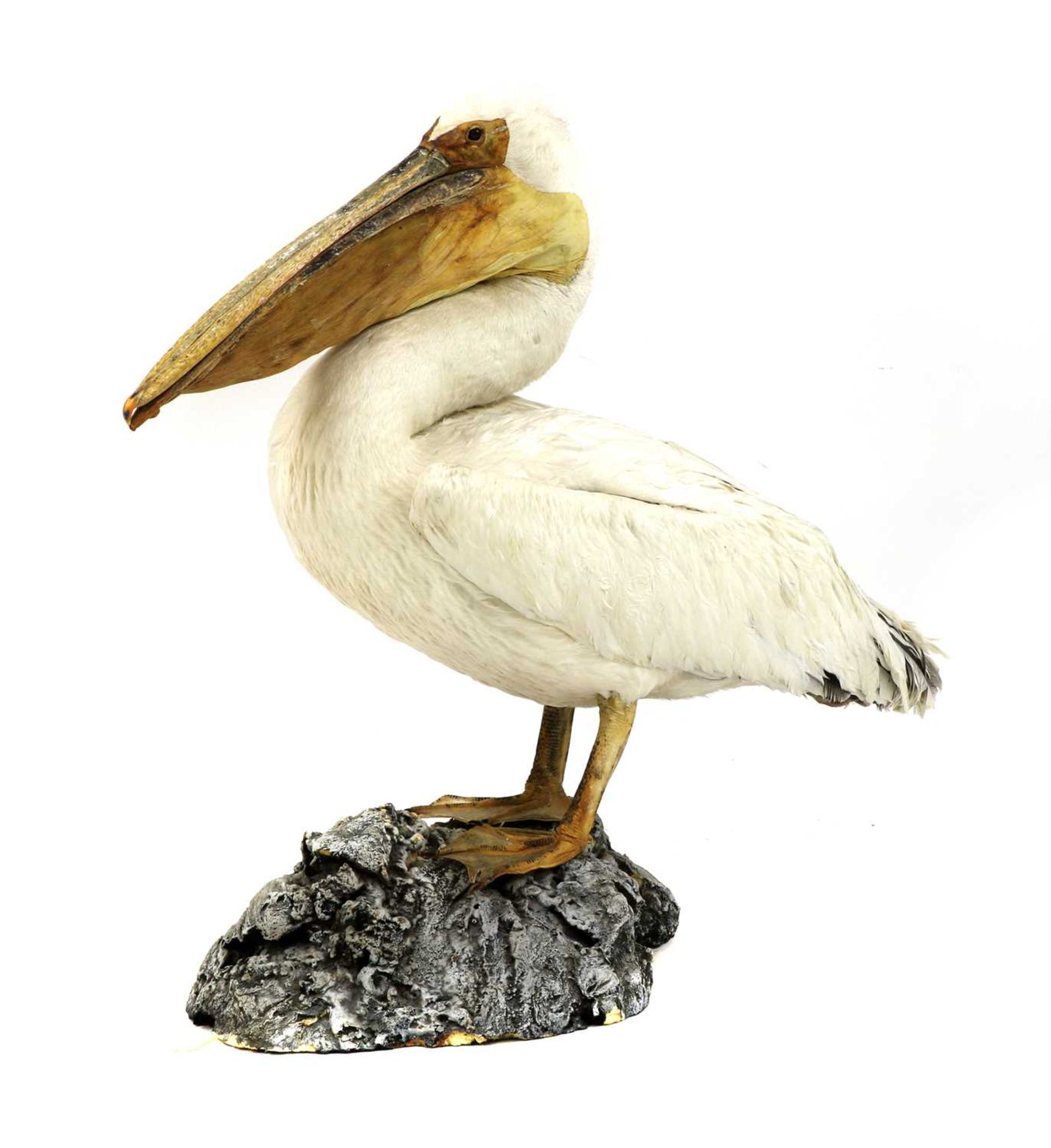 PELICAN, - Image 2 of 6