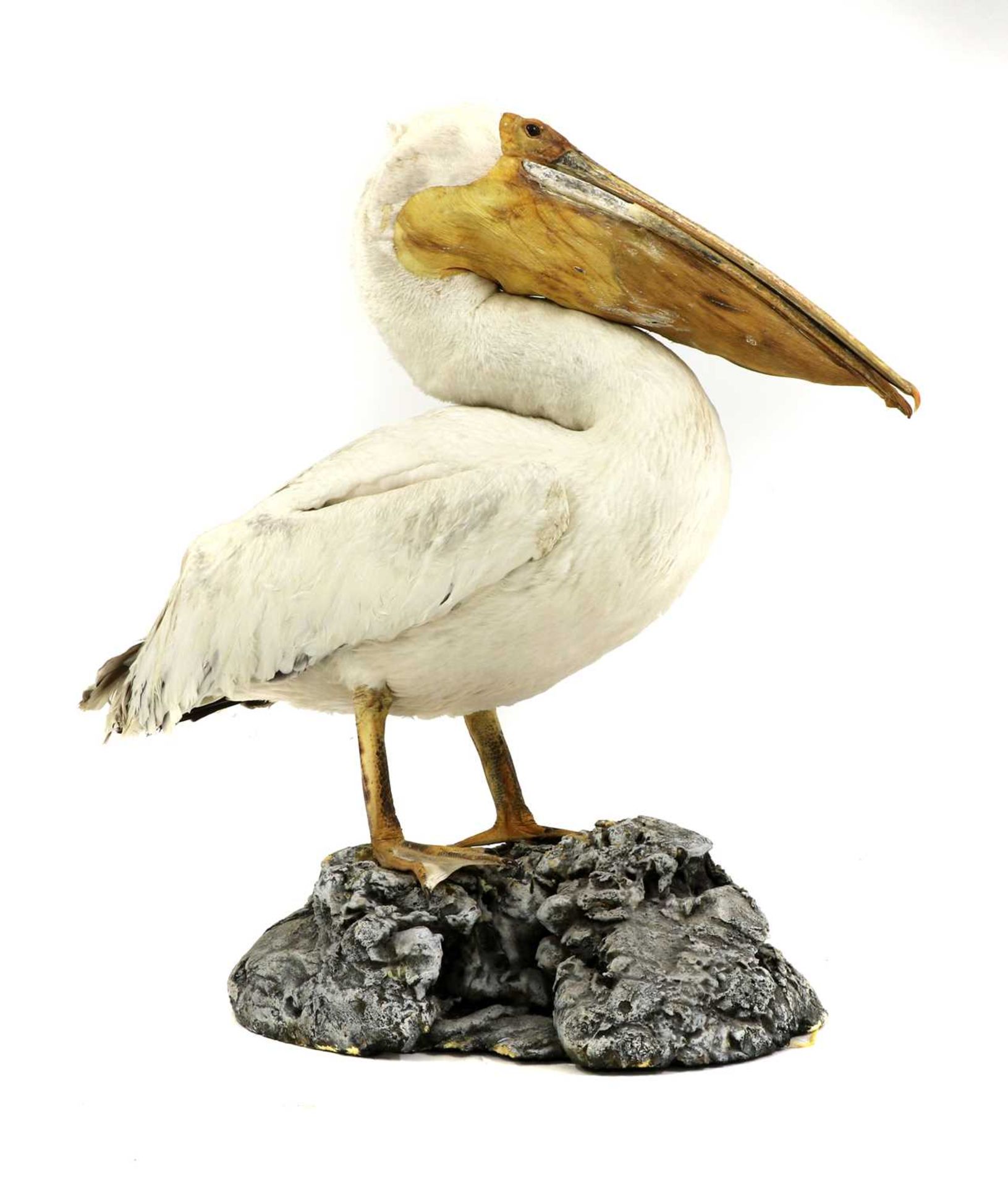 PELICAN,