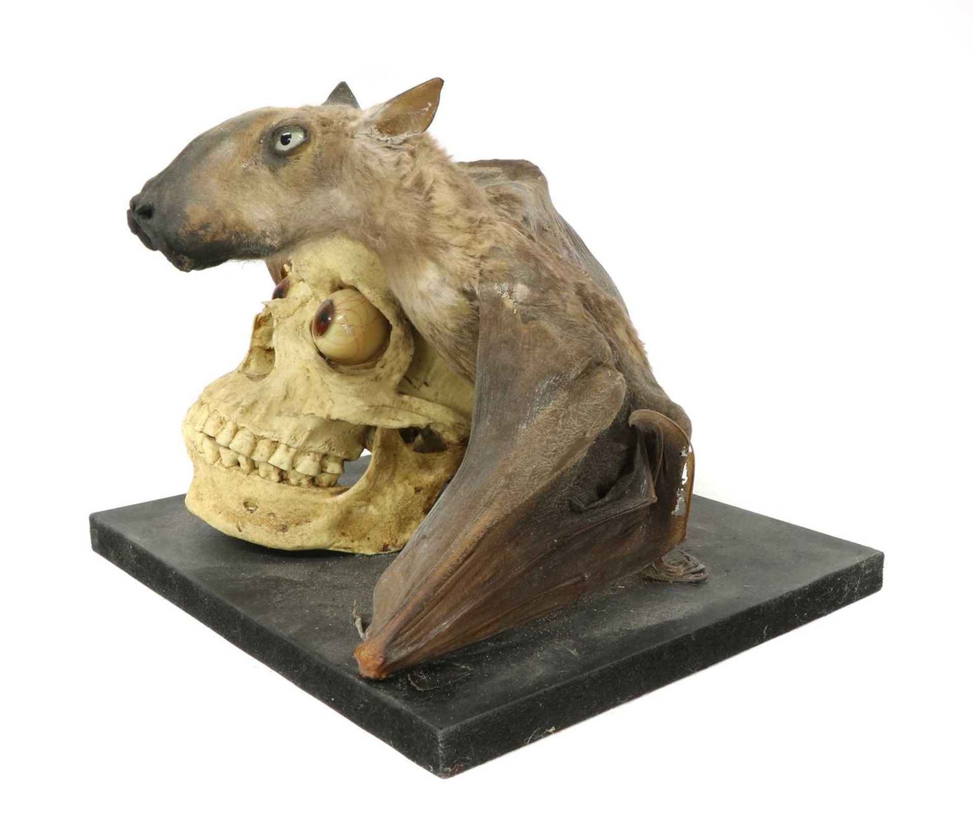 HAMMER-HEADED FRUITBAT VANITAS, - Image 3 of 8