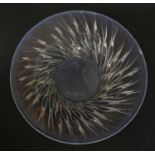 A Lalique 'Algues' opalescent glass dish,