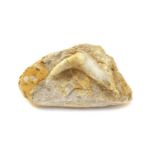 An Enchodus tooth on rock,
