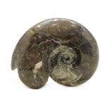 A large polished goniatite ammonite