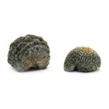 A 'brain' coral segment,