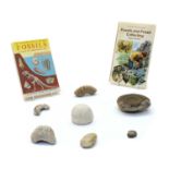 A collection of various fossils,