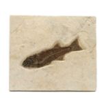 A Diplomystus plate fossil,