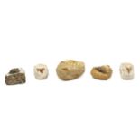 Five mixed fossils,
