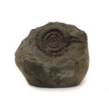 A 'Whitby Dac' ammonite,