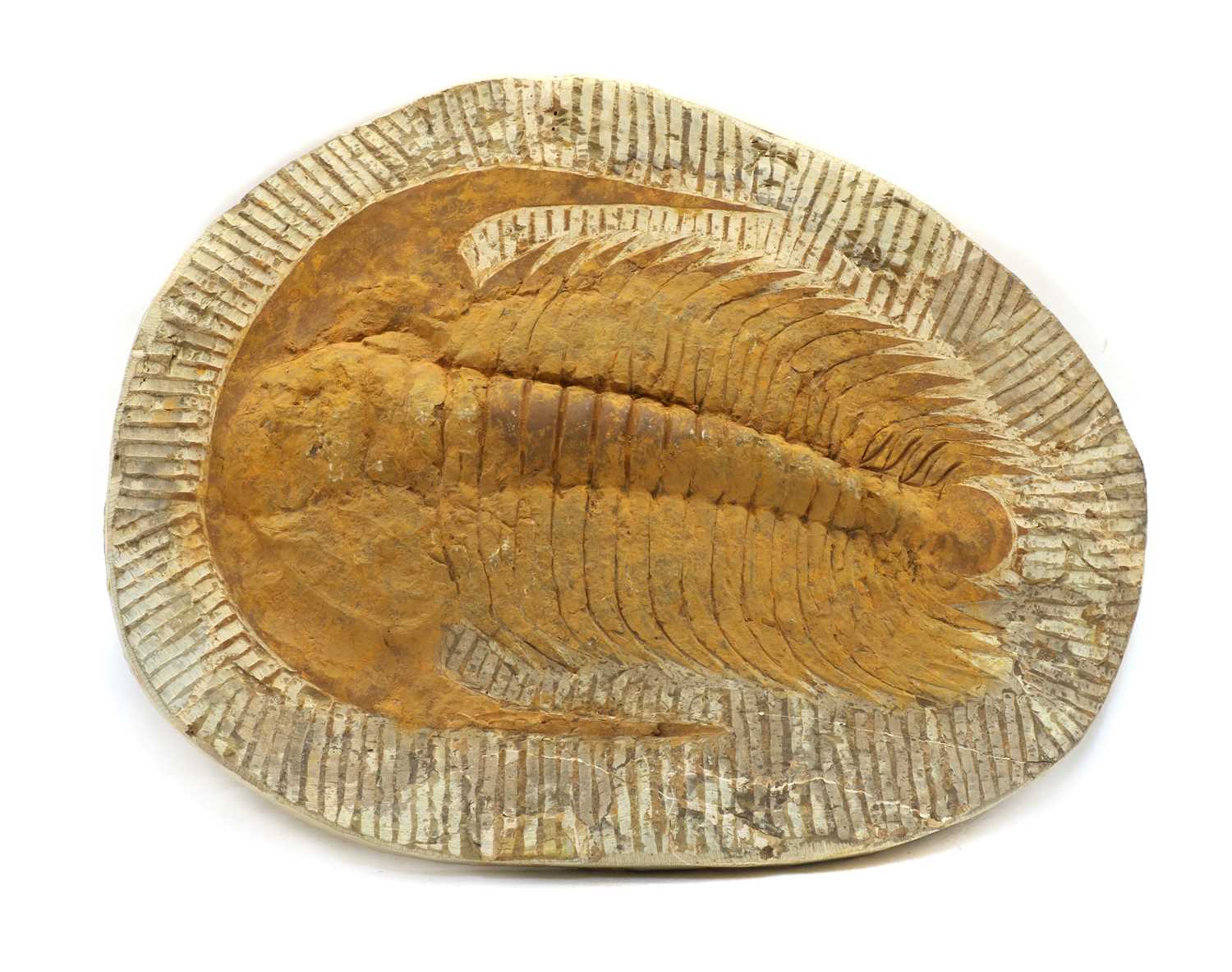 A large Devonian period cambropallas trilobite,