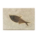 A Diplomystus fish fossil,