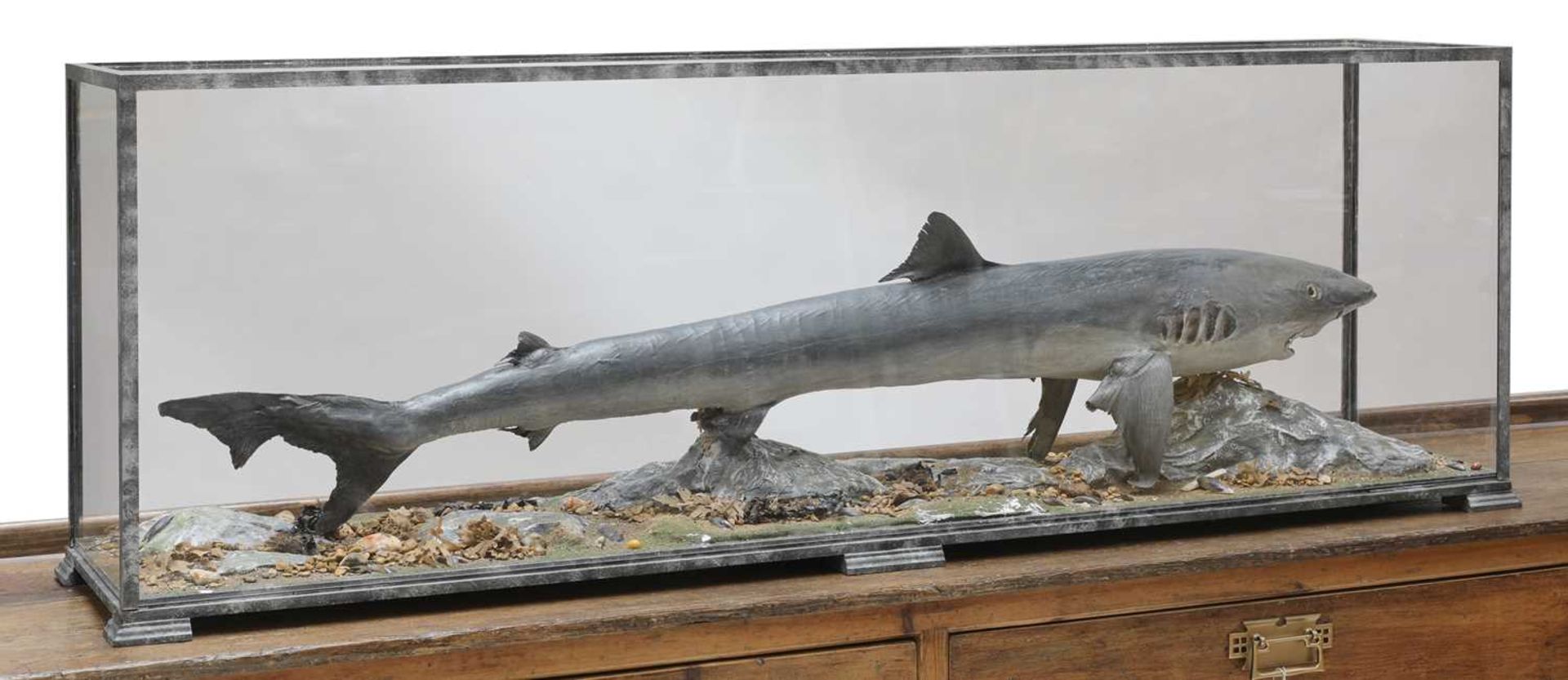 A taxidermy tope shark,